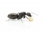 Preview: Camponotus rufoglaucus feae